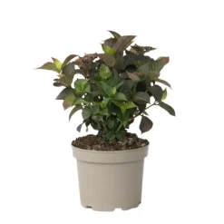 Hortensia - Hydrangea serrata 'Dare Devil' - Hoogte 25-40cm - ⌀19cm