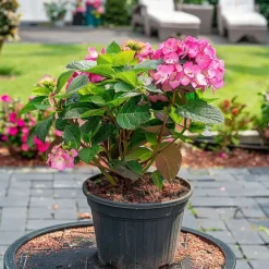 Hortensia - Hydrangea serrata 'Dare Devil' - Hoogte 25-40cm - ⌀19cm