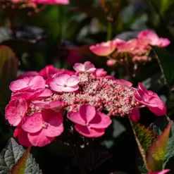 Hortensia - Hydrangea serrata 'Dare Devil' - Hoogte 25-40cm - ⌀19cm