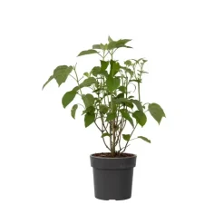 Hortensia - Hydrangea 'Strong Annabelle' - Hoogte 30-40cm - ⌀19cm