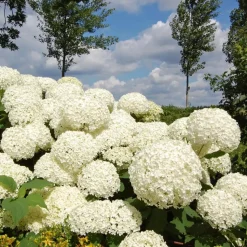 Hortensia - Hydrangea 'Strong Annabelle' - Hoogte 30-40cm - ⌀19cm