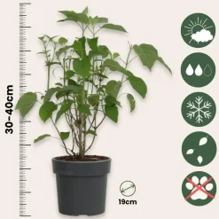 Hortensia - Hydrangea 'Strong Annabelle' - Hoogte 30-40cm - ⌀19cm