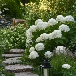 Hortensia - Hydrangea 'Strong Annabelle' - Hoogte 30-40cm - ⌀19cm