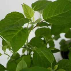 Hortensia - Hydrangea 'Strong Annabelle' - Hoogte 30-40cm - ⌀19cm