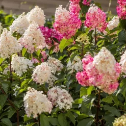 Hortensia - Set van 3 - Hortensia paniculata - Hoogte 25-35cm - ⌀9cm