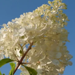 Hortensia - Set van 24 - Hortensia paniculata - Hoogte 25-35cm - ⌀9cm