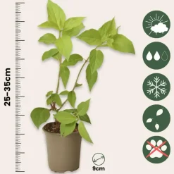 Hortensia - Set van 24 - Hortensia paniculata - Hoogte 25-35cm - ⌀9cm