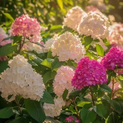 Hortensia - Set van 24 - Hortensia paniculata - Hoogte 25-35cm - ⌀9cm