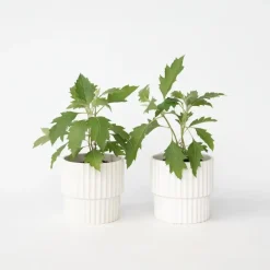 Hortensia - Set van 2 - Hydrangea 'Ice Crystal' - Hoogte 25-40cm - ⌀19cm