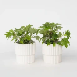 Hortensia - Set van 2 - Hydrangea 'Toy Soldier' - Hoogte 25-40cm - ⌀19cm