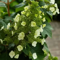 Hortensia - Set van 2 - Hydrangea 'Toy Soldier' - Hoogte 25-40cm - ⌀19cm