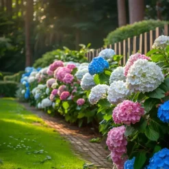 Hortensia - Set van 3 - Hydrangea macrophylla - Hoogte 25-40cm - ⌀9cm