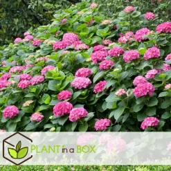 Hortensia - Set van 3 - Hydrangea macrophylla - Hoogte 25-40cm - ⌀9cm
