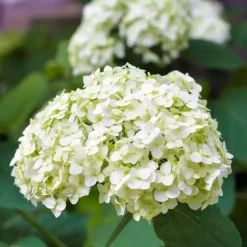 Hortensia - Set van 3 - Hydrangea macrophylla - Hoogte 25-40cm - ⌀9cm
