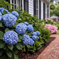 Hortensia - Set van 4 - Hydrangea serrata 'Summerglow' - Hoogte 25-40cm - ⌀19cm