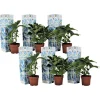 Hortensia - Set van 6 - Hydrangea macrophylla 'Bavaria' - Hoogte 25-40cm - ⌀9cm