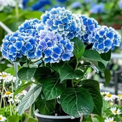 Hortensia - Set van 6 - Hydrangea macrophylla 'Bavaria' - Hoogte 25-40cm - ⌀9cm