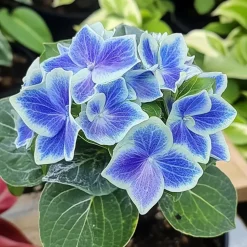 Hortensia - Set van 6 - Hydrangea macrophylla 'Bavaria' - Hoogte 25-40cm - ⌀9cm