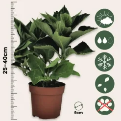 Hortensia - Set van 6 - Hydrangea macrophylla 'Bavaria' - Hoogte 25-40cm - ⌀9cm