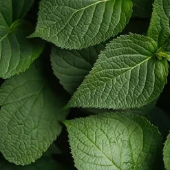 Hortensia - Set van 6 - Hydrangea macrophylla 'Bavaria' - Hoogte 25-40cm - ⌀9cm