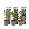 Hortensia - Set van 3 - Hydrangea 'Early Pink' - Hoogte 25-40cm - ⌀9cm