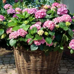 Hortensia - Set van 3 - Hydrangea 'Early Pink' - Hoogte 25-40cm - ⌀9cm