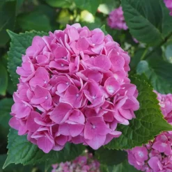 Hortensia - Set van 3 - Hydrangea 'Early Pink' - Hoogte 25-40cm - ⌀9cm