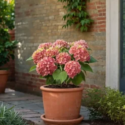 Hortensia - Set van 3 - Hydrangea 'Early Pink' - Hoogte 25-40cm - ⌀9cm