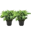 Hortensia - Set van 2 - Hydrangea serrata 'Summerglow' - Hoogte 25-40cm - ⌀19cm