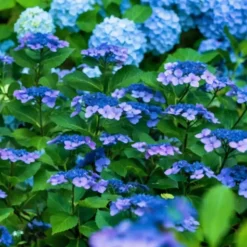 Hortensia - Set van 2 - Hydrangea serrata 'Summerglow' - Hoogte 25-40cm - ⌀19cm