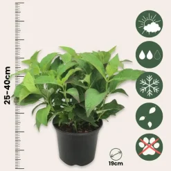 Hortensia - Set van 2 - Hydrangea serrata 'Summerglow' - Hoogte 25-40cm - ⌀19cm