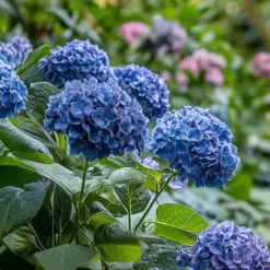 Hortensia - Set van 2 - Hydrangea serrata 'Summerglow' - Hoogte 25-40cm - ⌀19cm