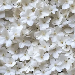 Hortensia - Set van 6 - Hydrangea 'Benxi' - Hoogte 25-40cm - ⌀9cm