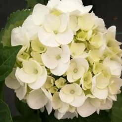 Hortensia - Set van 6 - Hydrangea 'Benxi' - Hoogte 25-40cm - ⌀9cm