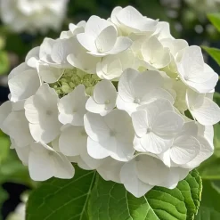 Hortensia - Set van 6 - Hydrangea 'Benxi' - Hoogte 25-40cm - ⌀9cm