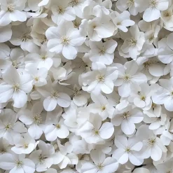 Hortensia - Set van 3 - Hydrangea 'Benxi' - Hoogte 25-40cm - ⌀9cm