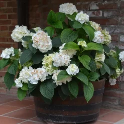 Hortensia - Set van 3 - Hydrangea 'Benxi' - Hoogte 25-40cm - ⌀9cm