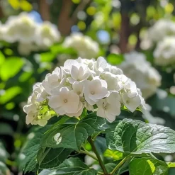 Hortensia - Set van 3 - Hydrangea 'Benxi' - Hoogte 25-40cm - ⌀9cm