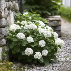 Hortensia - Set van 3 - Hydrangea 'Benxi' - Hoogte 25-40cm - ⌀9cm