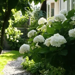 Hortensia - Set van 3 - Hydrangea 'Benxi' - Hoogte 25-40cm - ⌀9cm