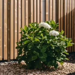 Hortensia - Set van 3 - Hydrangea 'Benxi' - Hoogte 25-40cm - ⌀9cm