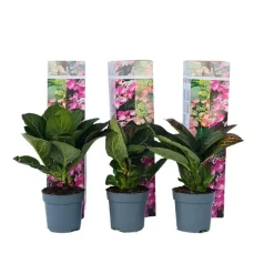 Hortensia - Set van 6 - Hydrangea 'Red Bull' - Hoogte 25-40cm - ⌀9cm