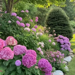 Hortensia - Set van 6 - Hydrangea 'Red Bull' - Hoogte 25-40cm - ⌀9cm