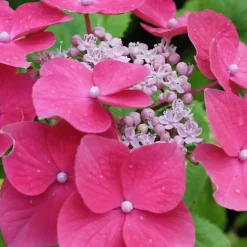 Hortensia - Set van 6 - Hydrangea 'Red Bull' - Hoogte 25-40cm - ⌀9cm