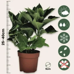 Hortensia - Set van 6 - Hydrangea 'Red Bull' - Hoogte 25-40cm - ⌀9cm