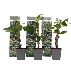 Hortensia - Set van 3 - Hydrangea anomale petiolaris - Hoogte 25-40cm - ⌀9cm