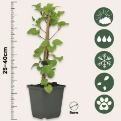 Hortensia - Set van 3 - Hydrangea anomale petiolaris - Hoogte 25-40cm - ⌀9cm