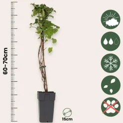 Hortensia - Set van 2 - Hydrangea anomale Petiolaris - Hoogte 60-70cm - ⌀15cm