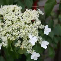 Hortensia - Set van 2 - Hydrangea anomale Petiolaris - Hoogte 60-70cm - ⌀15cm