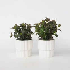 Hortensia - Set van 2 - Hydrangea serrata 'Dare Devil' - Hoogte 19cm